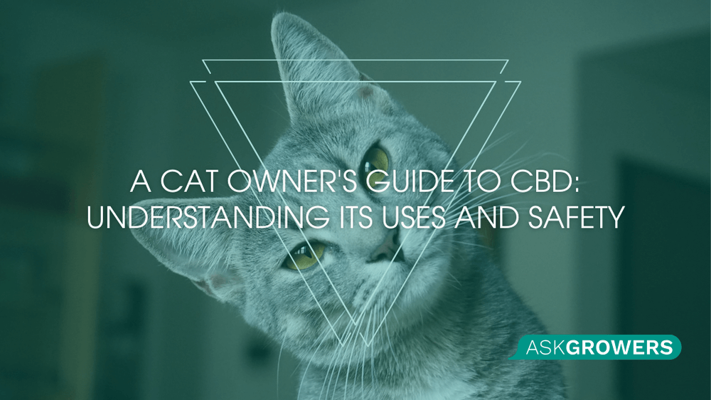 A Cat Owner's Guide to CBD: Understanding Its Uses and Safety